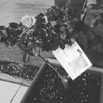Kerry Hansen - @blacktulips24 - Instagram