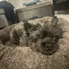 kerrielyons - @kerrielyonz - TikTok