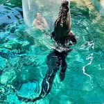 Kerrie Sheldon - @sea_fyre - Instagram
