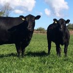Irish Angus Beef Competition - @kerry_irish_angus - Instagram