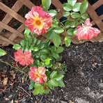 Kerry Beyer - Facebook