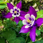 Kerry Berry - Facebook