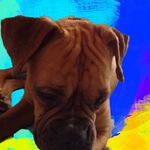 fhhj - @kerryboxer1353 - Instagram