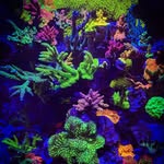 Kerry Buck - @bucksreef - Instagram