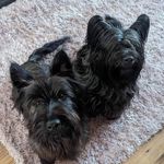 Kerry Johnston Chadwick - @kerry_jc - Instagram