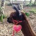 Kerry Chubb - Facebook