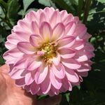 Kerry Diaz - @obie_bloom - Instagram