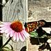 Kerry Hobbs - Facebook
