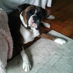 Kerry Hobson - @nickerboxboxers - Instagram