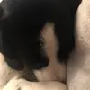 🐶🐶🐶 - @kerry__huntley.x - TikTok