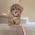 Kerry Hurd - @havapoo_miss_freya - Instagram