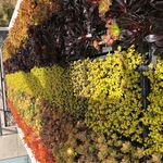 Kerry Joiner - @coastalgardenscalifornia - Instagram