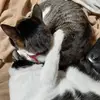 KerryKoch - @oqfo15 - TikTok