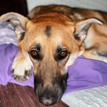 Kerry Lockett Crotzer - @adayinthelifeofasugarbear - Instagram