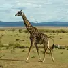 kerrylorenza - @kerrylorenza - TikTok
