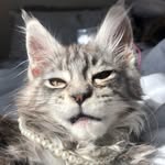 ✨𝚔𝚎𝚛𝚛𝚢 𝚖𝚊𝚒𝚗𝚎 𝚌𝚘𝚘𝚗𝚜✨ - @kerrymainecoons - Instagram