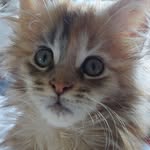Colleen's kitty's - @kerry_maine_coons - Instagram
