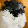 Kerry Malloy - @philthehavanese - TikTok
