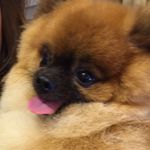 Kerry Manuel Alejandro - @kerry_the_pomeranian - Instagram