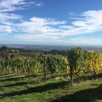 Kerry Mcdaniel Boenisch - @dirtvinewine - Instagram
