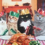 Kerry Minton - @curiositycat111 - Instagram