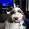 Kerry Pace - @olivia_loverdog1 - TikTok