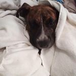 kerry ruth earnest - @pitbull124444 - Instagram
