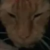 kerrytracey5235 - @whoss_matilda - TikTok