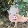 kerrytracey93 - @kerry.tracey2 - TikTok