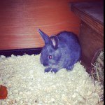 Ebbs Poppyblue Gus Kerry Troy - @maddison8sillarsx - Instagram