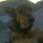 Kerry Wakefield - @woofers_transport - Instagram