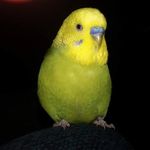 Kerry Wray - @chenza_the_budgie - Instagram
