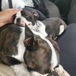 kerry wray - @piperanddottiebostonterrier - Instagram