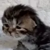 KerryYipee - @kerrlyu - TikTok