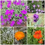Kerstin Becker - @garden.and.art - Instagram