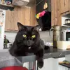 Kesha - @keshablackcat - TikTok