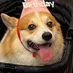 Dong Keun Seo - @welshcorgi_baum - Instagram