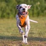 Dodger - @kevin.akerman - Instagram