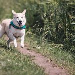 Kevin Altizer - @pets.cool.club - Instagram