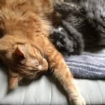 Kevin & Basil - @kevinandbasil - Instagram