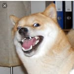 küçük doge - @bath_time_kevin - Instagram