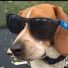 100% hacked - @kevinthebeagle - TikTok