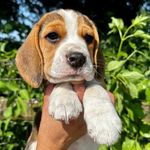 🐶 Kevin de Beagle - @kevin.debeagle - Instagram