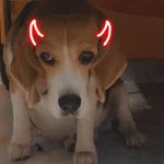 _kevin.the.beagle_ - @_kevin.the.beagle_ - Instagram