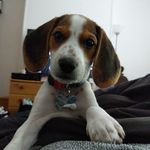 Kevin Beagle - @kevdog2k18 - Instagram