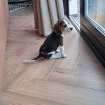 Kevin Beagle Pup - @kevin_woofwoof - Instagram