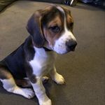 @kevin_beagleharrier - Instagram
