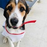 Kevin - @kevin.urbano.beagle - Instagram