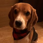 Kevin - @kevin_beagle_kevin - Instagram