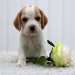 Kevin - @kevin_the_beagle_ - Instagram